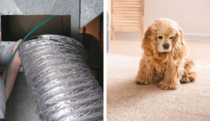 Collage of duct cleaning and pet
