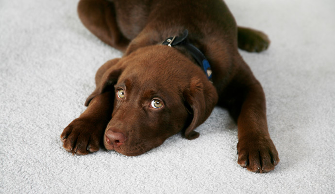 A puppy lying down on a clean gray carpet