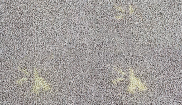Bleach spots on carpet