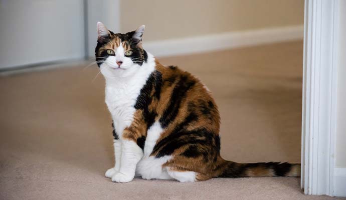 Calico cat sitting on a clean carpet near a doorway