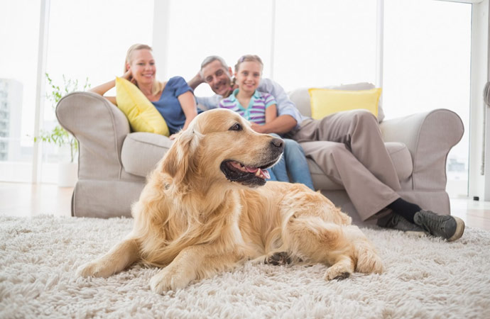 Essential Things You Should Know About Your Pet Urine in Your Carpet