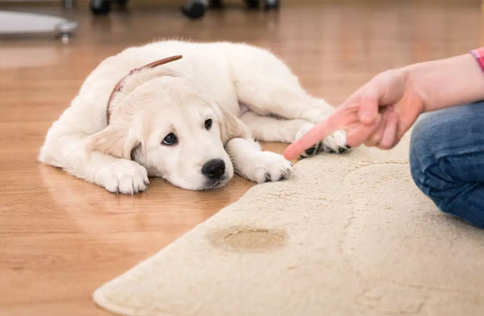 Pet odor on sale treatment