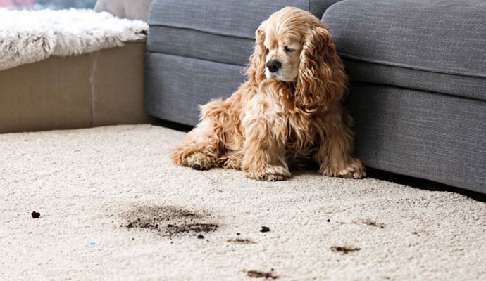 Carpet Odor Removal