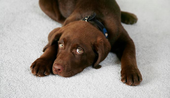 Brown dog lying comfortably on a light-colored carpet