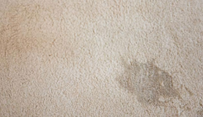 A dark brownish spot stain on light-colored residential carpeting