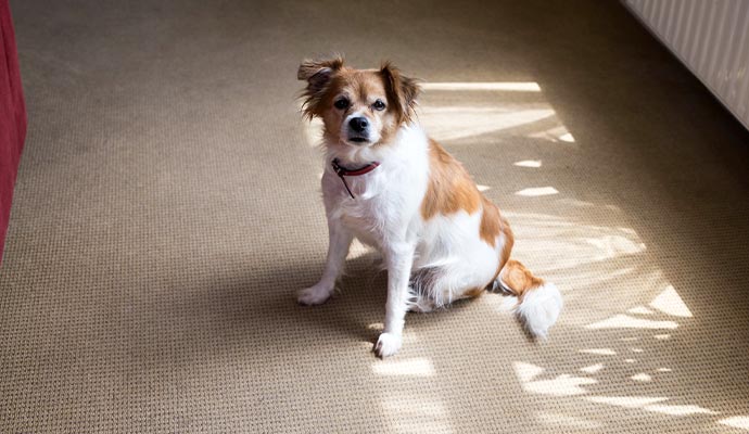 Dog sitting on a beige color carpet
