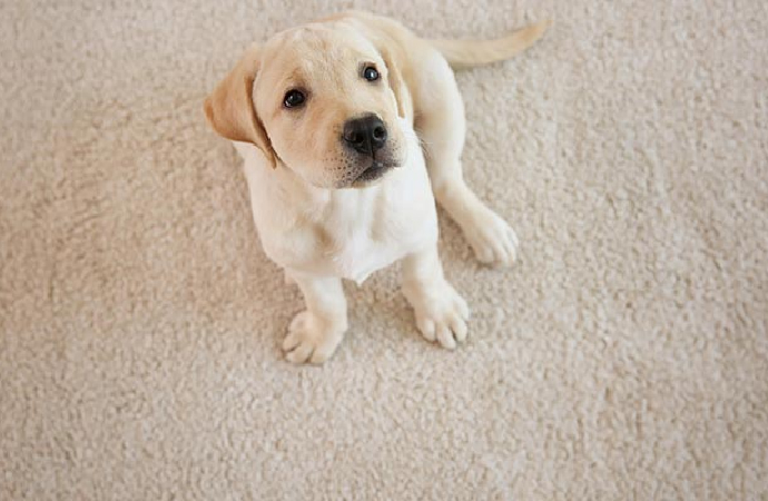 Pet sat on the carpet