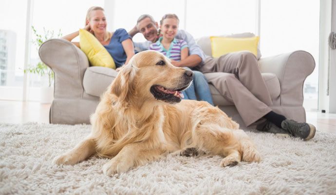 Family and pet enjoying on freshly cleaned carpet