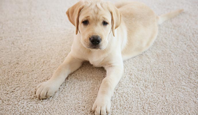 Pet dog sitting on a clean carpet
