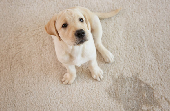 Happy girl with her pet on a odor free carpet