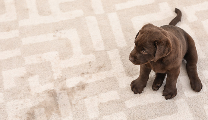 pet on carpet