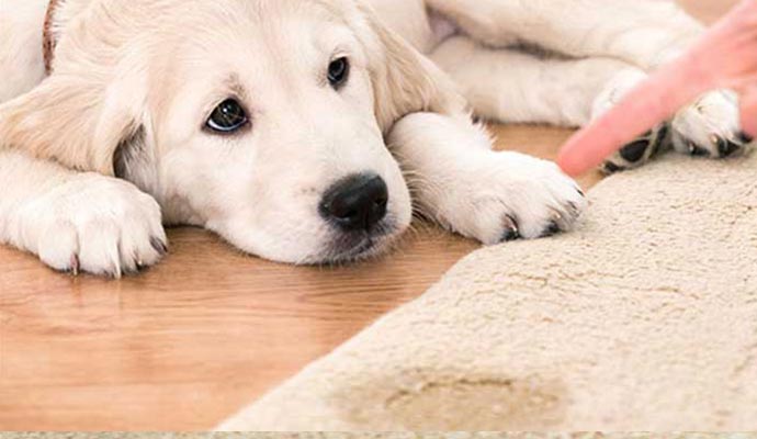 Pet Urine on Carpet