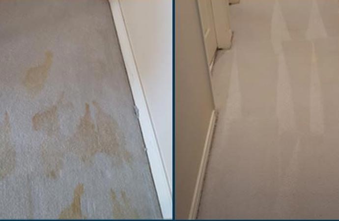 Why Choose Us for Best Medical Carpet Cleaning Professionals in DFW