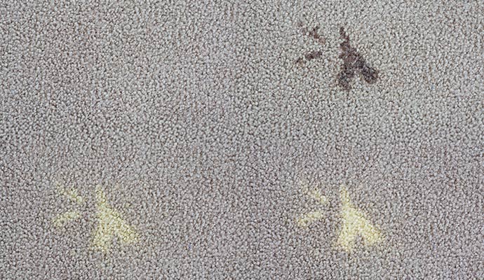 Bleach stained carpet