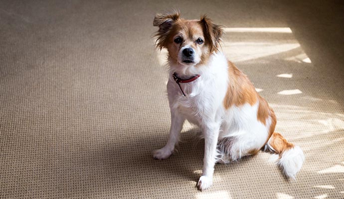 A pet is sitting on a clean carpet
