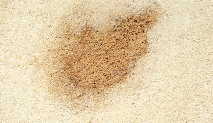 Pet stain on carpet