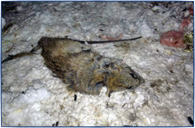 Rats inside duct