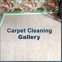 Carpet Gallery