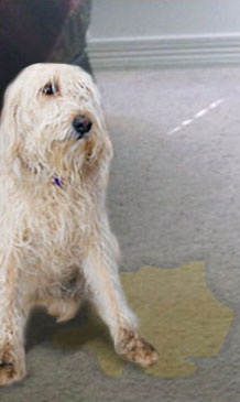 Dog Urine