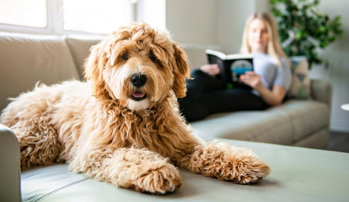 Pet on sofa