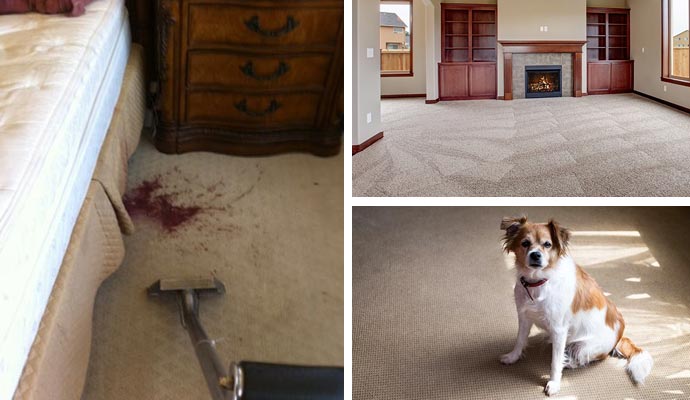 Collage of Carpet cleaning, stain removal, and pet dog sitting on a carpet