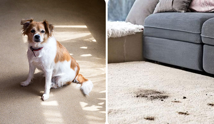 Collage of pet and stain on carpet