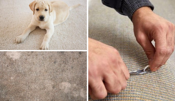 Collage of pet on carpet, molded carpet and carpet repairing
