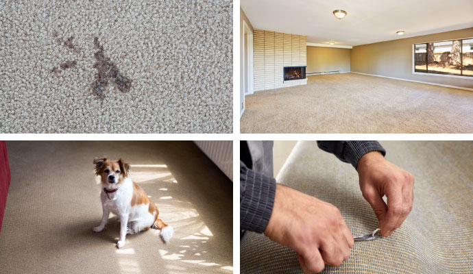 Collage of stain on carpet, odor-free carpet, pet sitting on carpet, and carpet repairing service