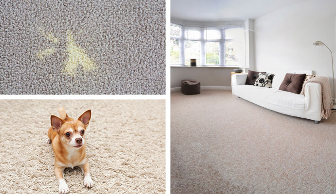 Collage of stain, pet, and cleaned living room