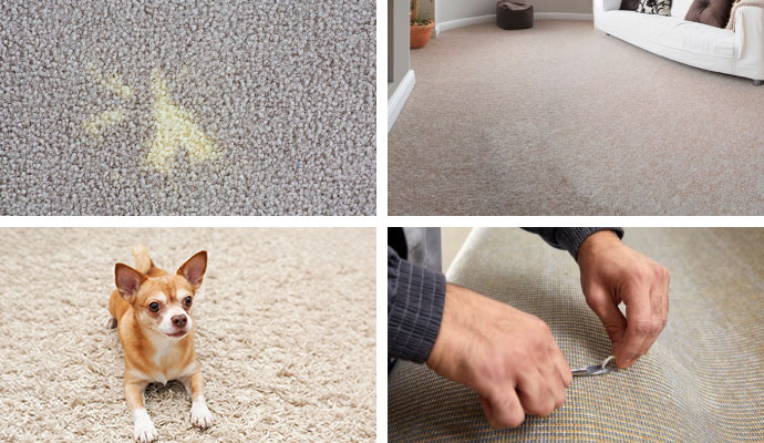 Collage of stain, pet, living room, and carpet repair