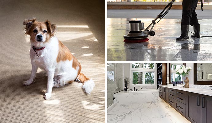 Collage of tile cleaning and pet sitting on the carpet