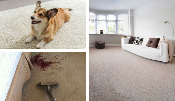 Dog sitting on a carpet, carpet cleaning and clean living space