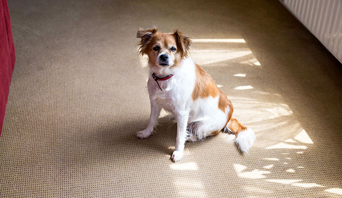 Dog sitting on stain-free clean carpet