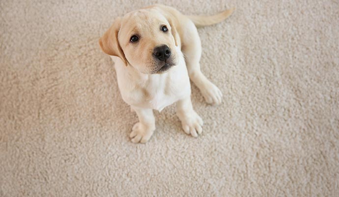 Dog sitting on stain-free cleaned carpet