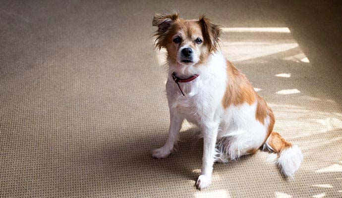 Small dog sitting on clean carpet