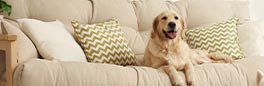 Cute pet on the couch