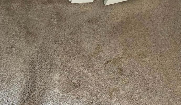Moisture stains on beige carpet