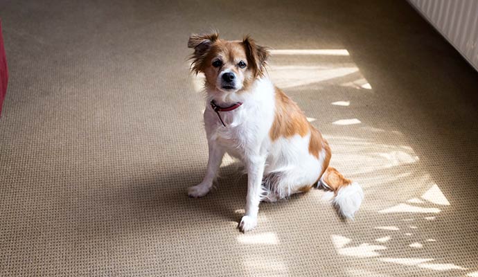 A small brown and white dog sitting on a tan textured carpet in a sunlit room