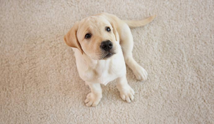 Pet dog sitting on a carpet