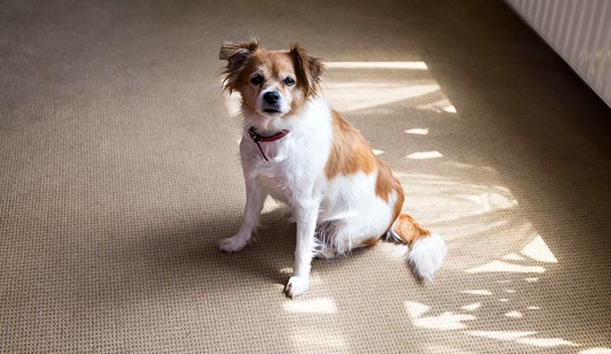 Pet dog sitting on clean carpet