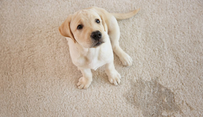 A beautiful pet sitting on the carpet