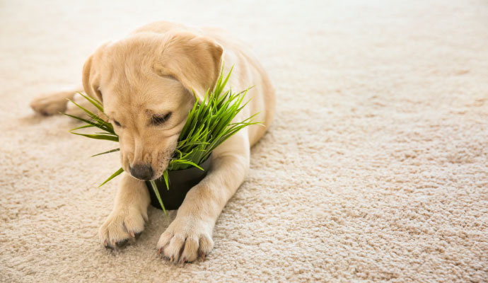 Pet on the carpet