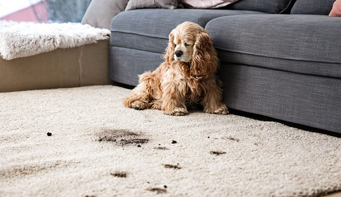 Pet stain on the carpet
