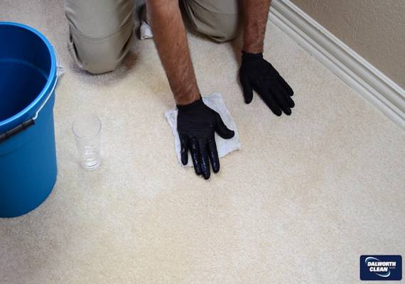 Pet Stain Removal Thumb Image