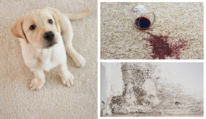 Pet treatment carpet, stain removal and mold remediation service