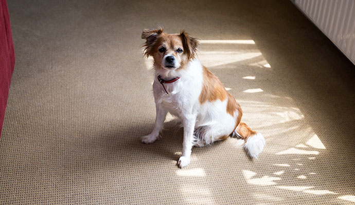 Dog sitting on carpet