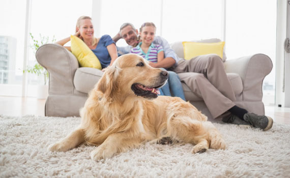 Pet on the cleaned carpet