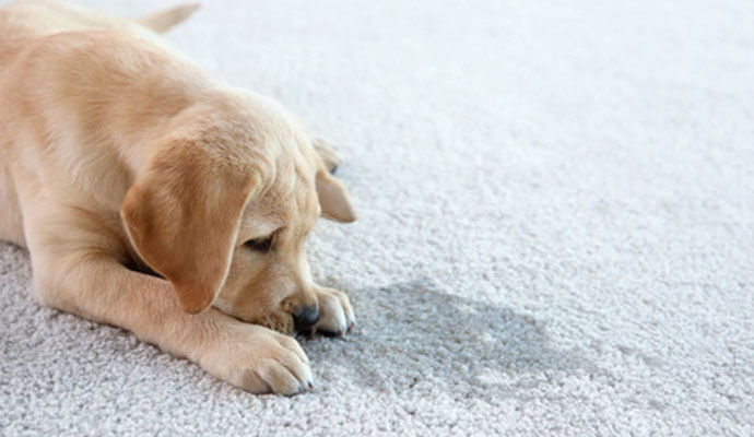 Pet Urine & Odor Treatment Service in Keller, TX