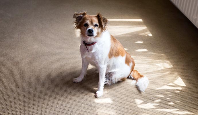 Small dog sitting on beige carpet