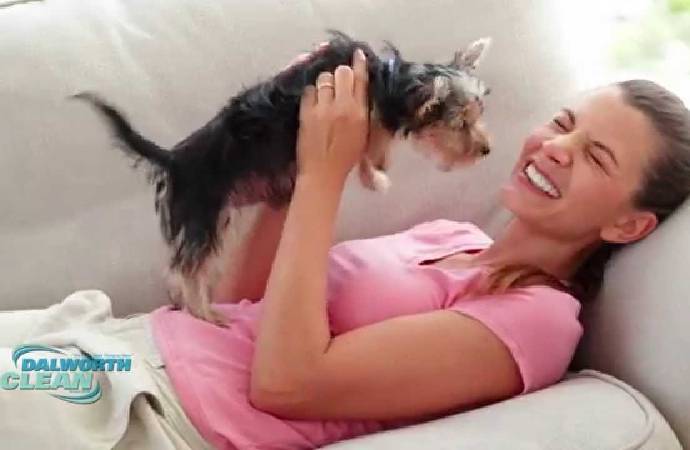Pet Oder and Stain Removal Video Thumb
